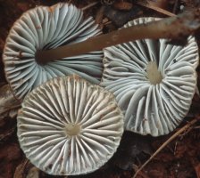 Unidentified-Mycena