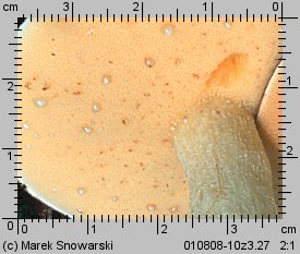 Suillus granulatus (maÅ›lak ziarnisty)