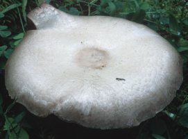 Unidentified-Agaricus-etc (niezidentyfikowane)