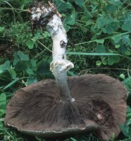 Unidentified-Agaricus-etc (niezidentyfikowane)