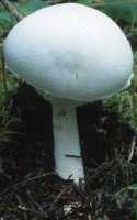 Unidentified-Agaricus-etc (niezidentyfikowane)