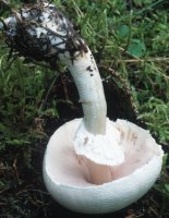 Unidentified-Agaricus-etc (niezidentyfikowane)