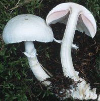 Unidentified-Agaricus-etc (niezidentyfikowane)