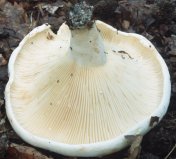 Lactifluus bertillonii (mleczajowiec piekący)