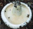 Lactifluus bertillonii (mleczajowiec piekący)