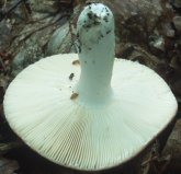 Russula rosea (gołąbek śliczny)