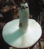 Russula emetica (gołąbek wymiotny)