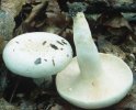 Lactifluus piperatus (mleczajowiec biel)