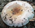 Russula rosea (gołąbek śliczny)