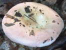 Russula rosea (gołąbek śliczny)