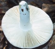 Russula rosea (gołąbek śliczny)