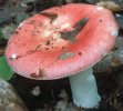 Russula rosea (gołąbek śliczny)