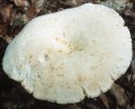 Lactifluus piperatus (mleczajowiec biel)