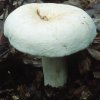 Lactifluus piperatus (mleczajowiec biel)