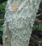 Leccinum holopus