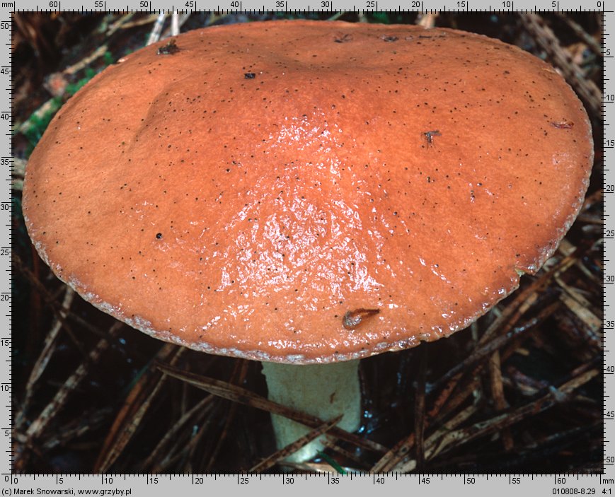 Suillus granulatus (maślak ziarnisty)