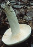 Lactifluus piperatus (mleczajowiec biel)