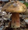 Neoboletus luridiformis (krasnoborowik ceglastopory)