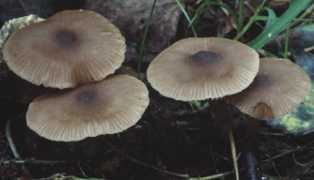 Unidentified-Entoloma