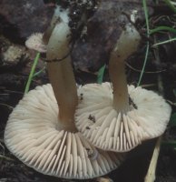 Unidentified-Entoloma