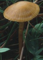 Unidentified-Cortinarius