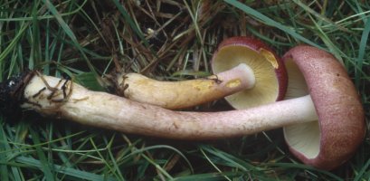 Tricholomopsis rutilans (rycerzyk czerwonozłoty)