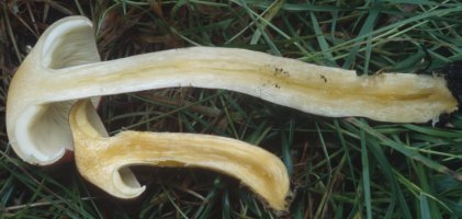 Tricholomopsis rutilans (rycerzyk czerwonozłoty)