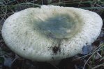 Russula virescens (gołąbek zielonawy)