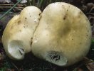 Russula violeipes (gołąbek fioletowonogi)