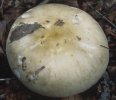 Russula violeipes (gołąbek fioletowonogi)