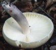 Russula violeipes (gołąbek fioletowonogi)