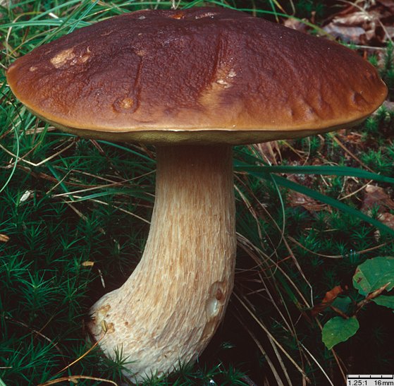 Boletus edulis (borowik szlachetny)