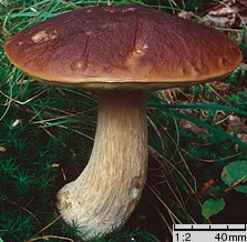 Boletus edulis (borowik szlachetny)