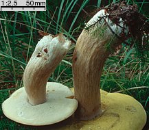 Boletus edulis (borowik szlachetny)