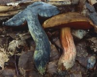 Neoboletus luridiformis (krasnoborowik ceglastopory)