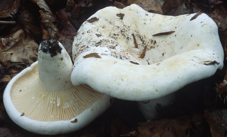 Lactifluus bertillonii (mleczajowiec piekący)