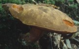 Neoboletus luridiformis (krasnoborowik ceglastopory)