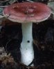 Russula nitida (gołąbek lśniący)