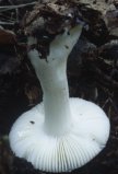 Russula nitida (gołąbek lśniący)