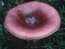 Russula nitida (gołąbek lśniący)