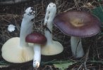 Russula caerulea (gołąbek błękitny)