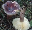 Russula sardonia (gołąbek czerwonofioletowy)