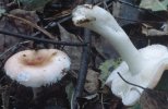 Russula betularum (gołąbek brzozowy)