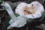 Russula betularum (gołąbek brzozowy)