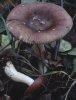 Russula nitida (gołąbek lśniący)