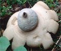 Geastrum fimbriatum (gwiazdosz frędzelkowany)