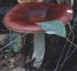 Russula nitida (gołąbek lśniący)