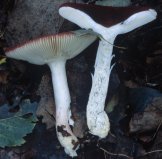 Russula nitida (gołąbek lśniący)