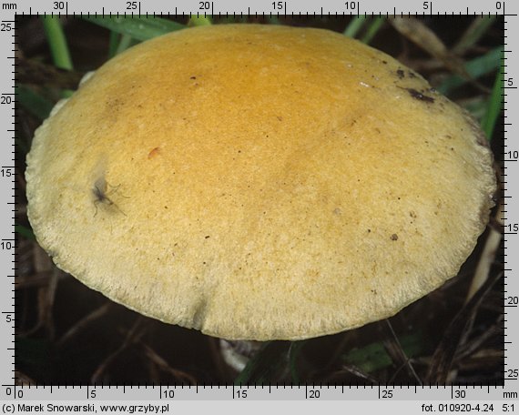 Stropharia coronilla (pierścieniak murawowy)