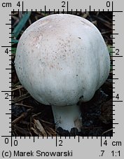 Agaricus xanthodermus (pieczarka karbolowa)